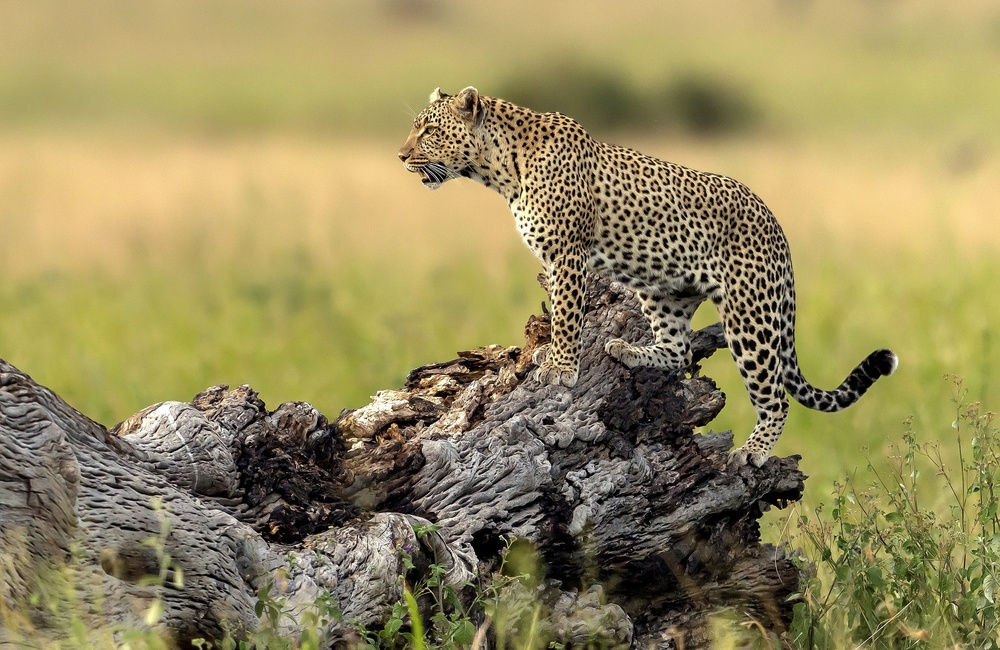 Leopard - Serengeti, Tanzania à Giuseppe DAmico