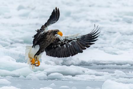 Flapping Wings of a Champion