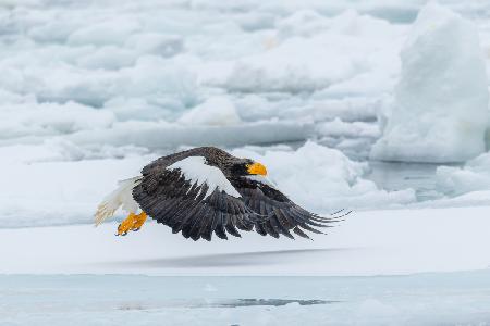 Flying low over the ice floes