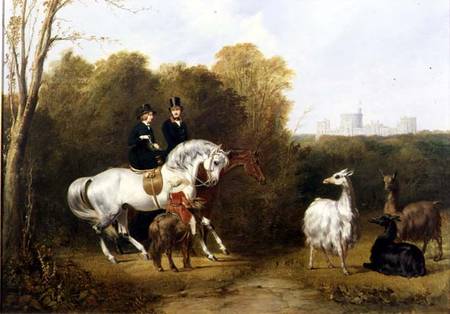 Queen Victoria (1819-1901) and Prince Albert (1819-61) Viewing the Llamas in the House Park, Windsor à Gourlay Steell