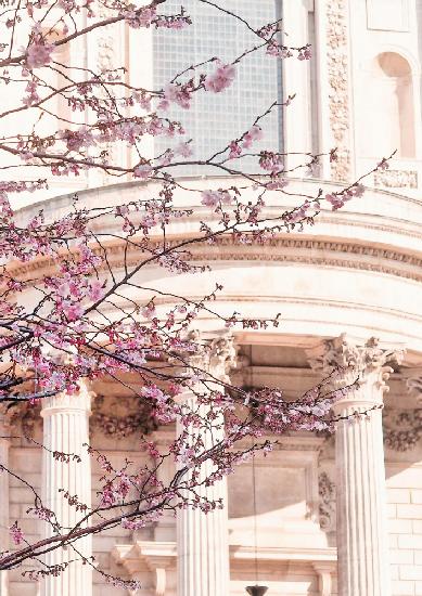 London Blossom