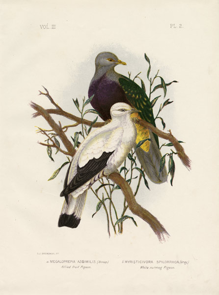 Allied Fruit Pigeon Or Wompoo Fruit-Dove à Gracius Broinowski