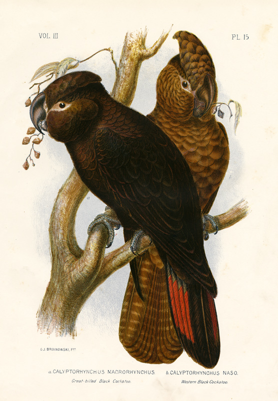 Great-Billed Black Cockatoo à Gracius Broinowski