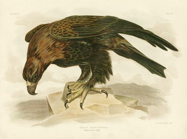 Wedge-Tailed Eagle à Gracius Broinowski