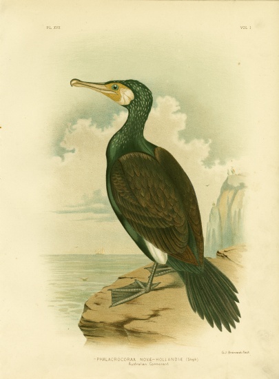 Australian Cormorant à Gracius Broinowski