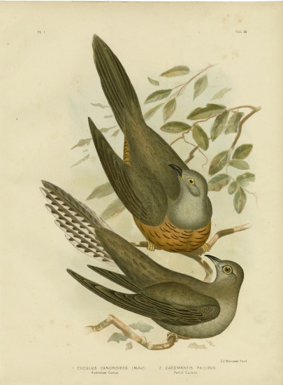 Australian Cuckoo à Gracius Broinowski