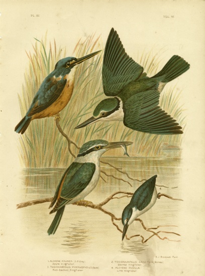 Azure Kingfisher à Gracius Broinowski
