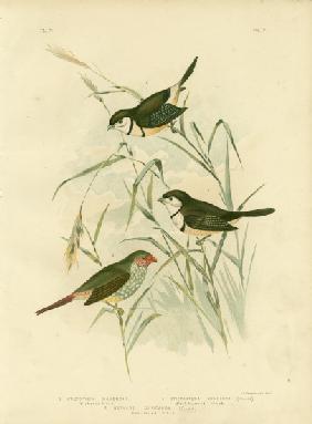 Bicheno'S Finch