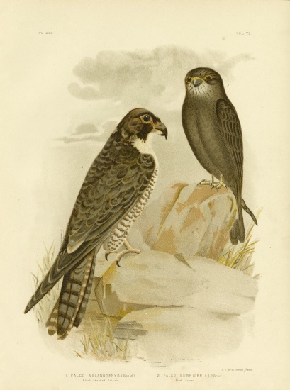 Black-Cheeked Falcon à Gracius Broinowski