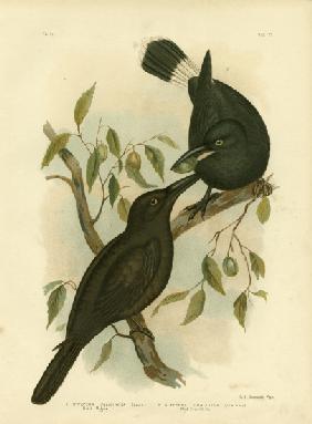 Black Magpie Or Black Currawong