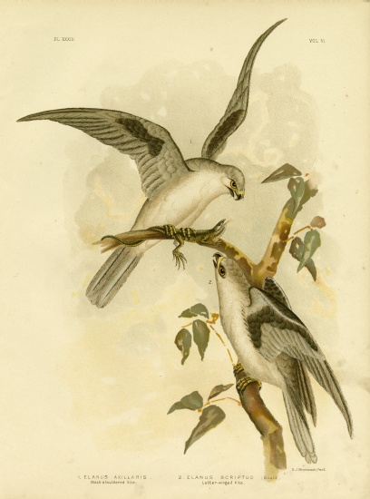 Black-Shouldered Kite à Gracius Broinowski