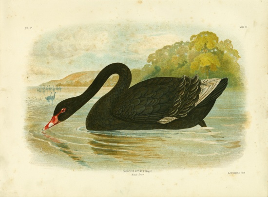 Black Swan à Gracius Broinowski
