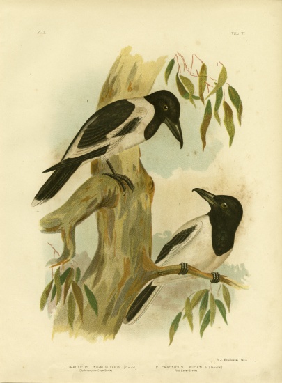 Black-Throated Crow-Shrike à Gracius Broinowski