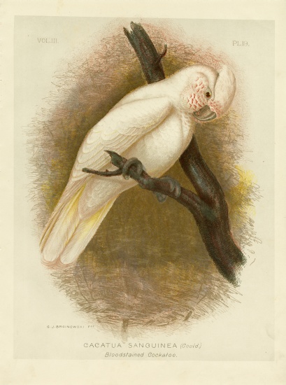 Blood-Stained Cockatoo à Gracius Broinowski