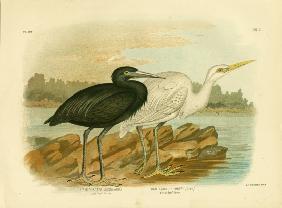 Blue Reef Heron