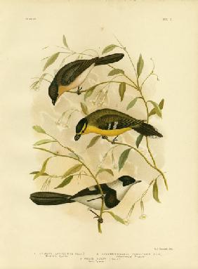 Broad-Billed Flycatcher