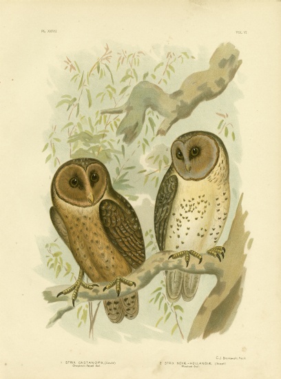 Chestnut-Faced Owl à Gracius Broinowski