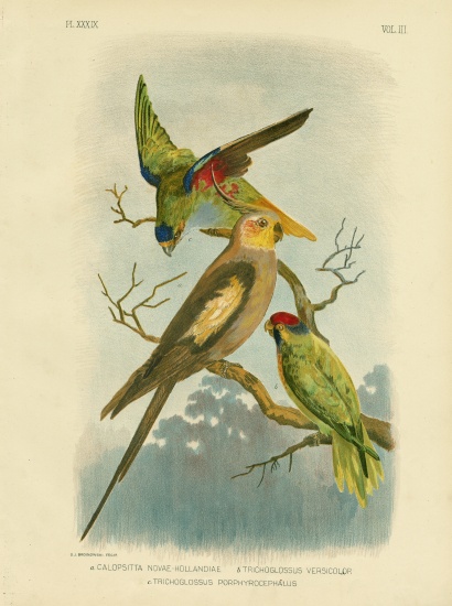 Cockatoo Parakeet Or Cockatiel à Gracius Broinowski