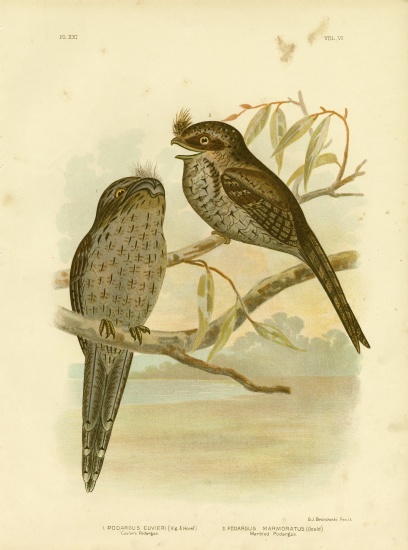 Cuvier'S Podargus Or Tawny Frogmouth à Gracius Broinowski