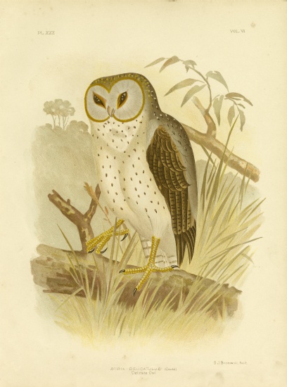 Delicate Owl à Gracius Broinowski