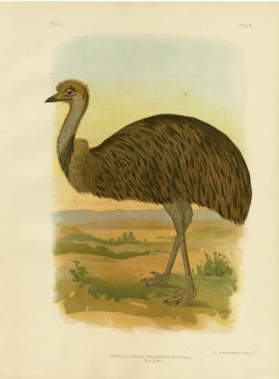 Emu à Gracius Broinowski