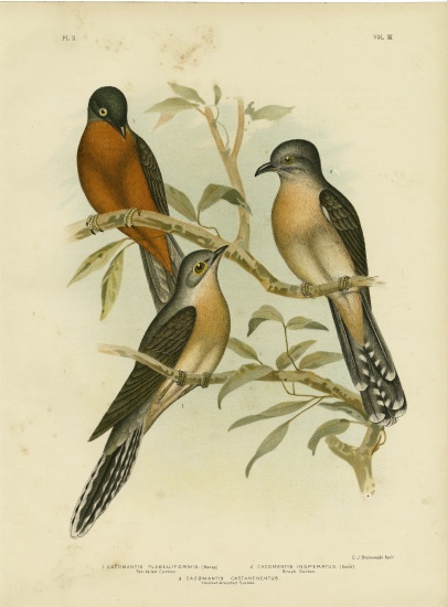 Fan-Tailed Cuckoo à Gracius Broinowski