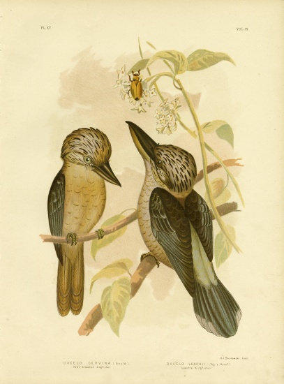 Fawn-Breasted Kingfisher à Gracius Broinowski