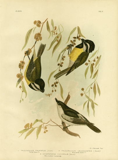 Frontal Shrike-Tit Or Crested Shrike-Tit à Gracius Broinowski