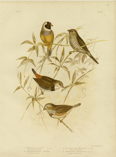 Golden Grass Finch à Gracius Broinowski