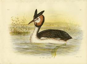 Great Crested Grebe