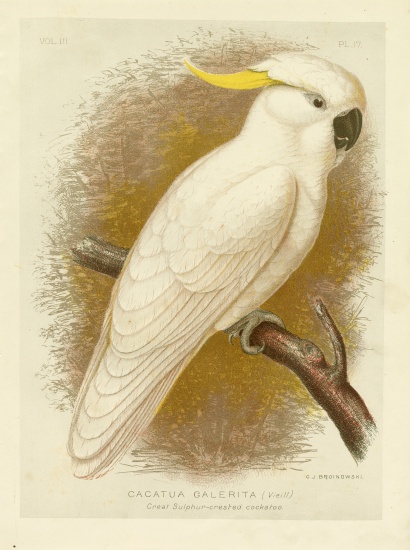 Great Sulphur-Crested Cockatoo à Gracius Broinowski