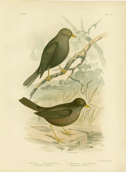 Grey-Headed Blackbird à Gracius Broinowski