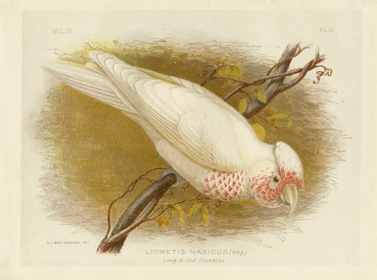 Long-Billed Cockatoo à Gracius Broinowski