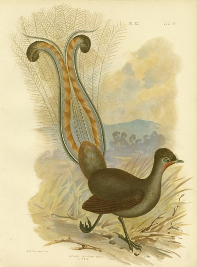Lyrebird à Gracius Broinowski