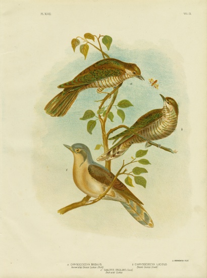 Narrow-Billed Bronze Cuckoo à Gracius Broinowski