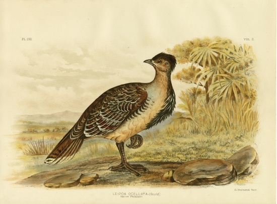 Native Pheasant Or Malleefowl à Gracius Broinowski