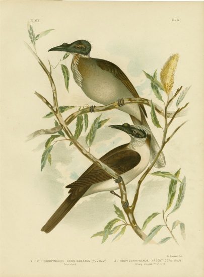 Noisy Friarbird à Gracius Broinowski
