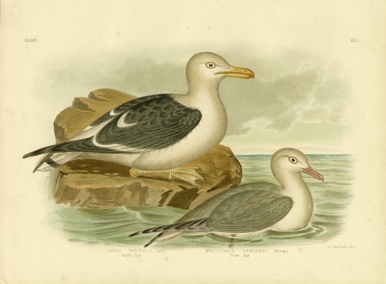 Pacific Gull à Gracius Broinowski