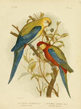 Pale-Headed Parakeet Or Pale-Headed Rosella