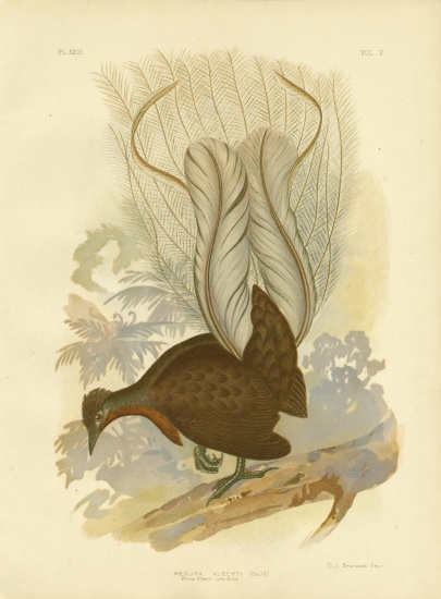 Prince Albert'S Lyrebird à Gracius Broinowski