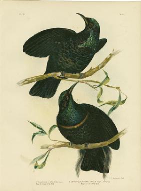 Queen Victoria'S Rifle-Bird