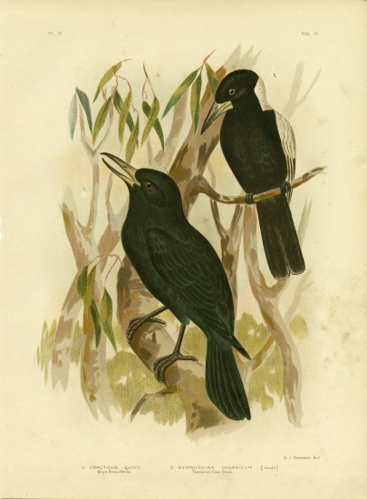 Quoy'S Crow-Shrike Or Black Butcherbird à Gracius Broinowski