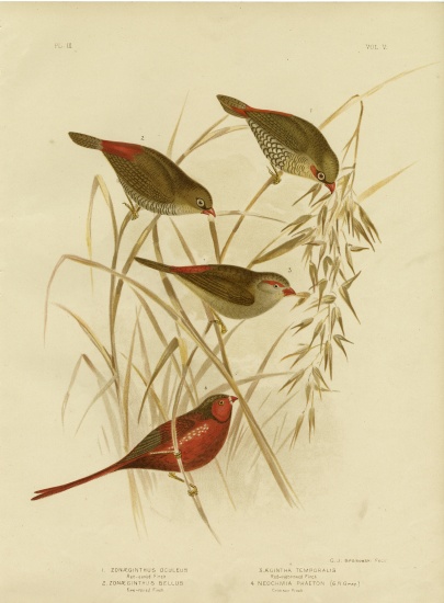 Red-Eared Finch à Gracius Broinowski