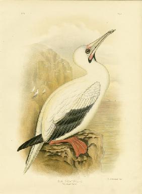 Red-Legged Gannet