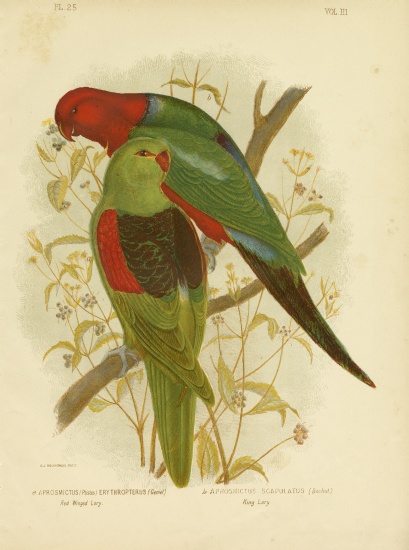 Red-Winged Lori Or Red-Winged Parrot à Gracius Broinowski