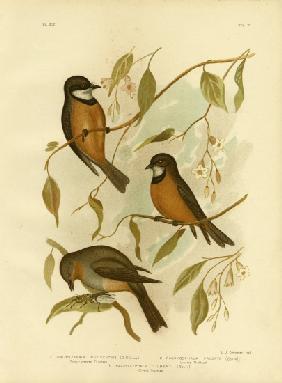 Rufous Whistler