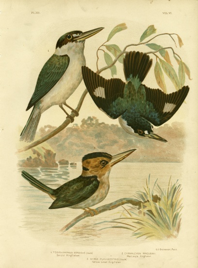 Sardid Kingfisher à Gracius Broinowski