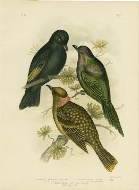 Shining Calornis Or Metallic Starling Or Shining Starling