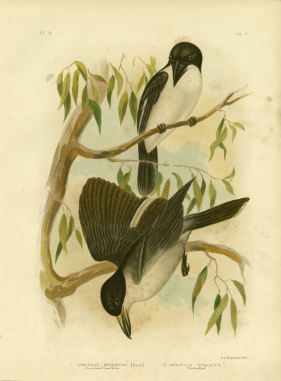 Silverys-Backed Crow-Shrike Or Silver-Backed Butcherbird à Gracius Broinowski