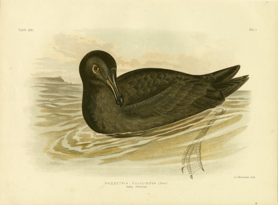 Sooty Albatross à Gracius Broinowski
